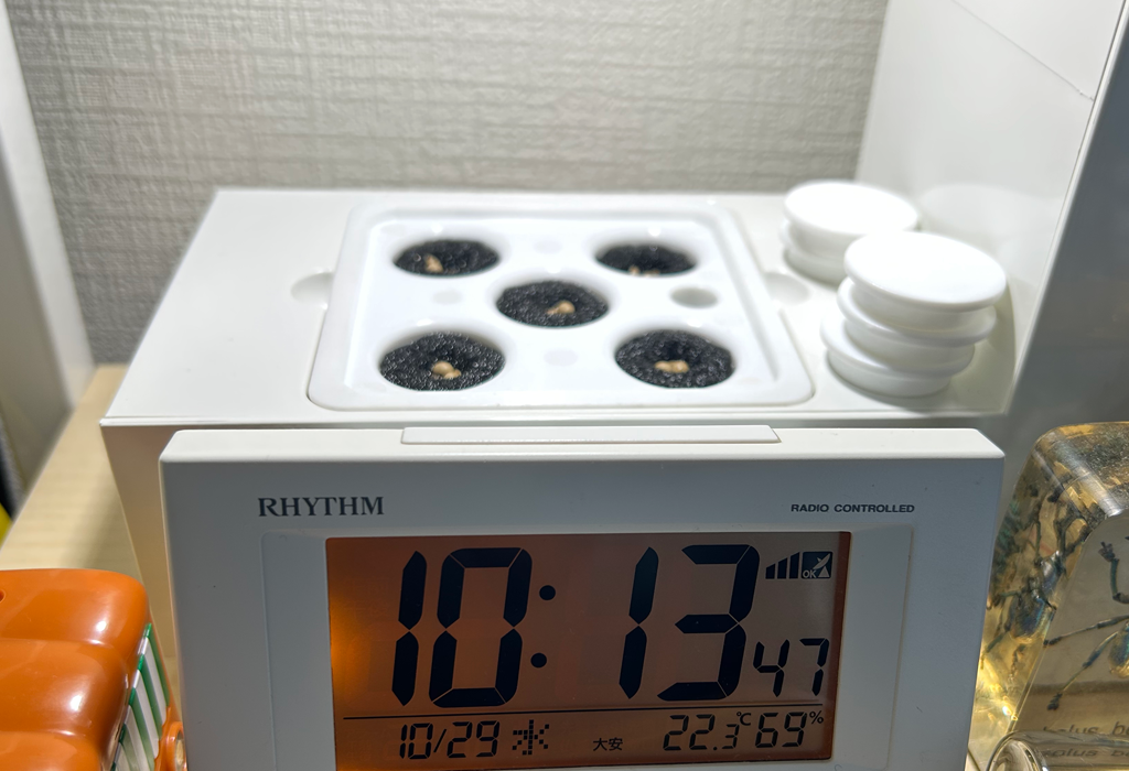 アカリーナ14 OMA14