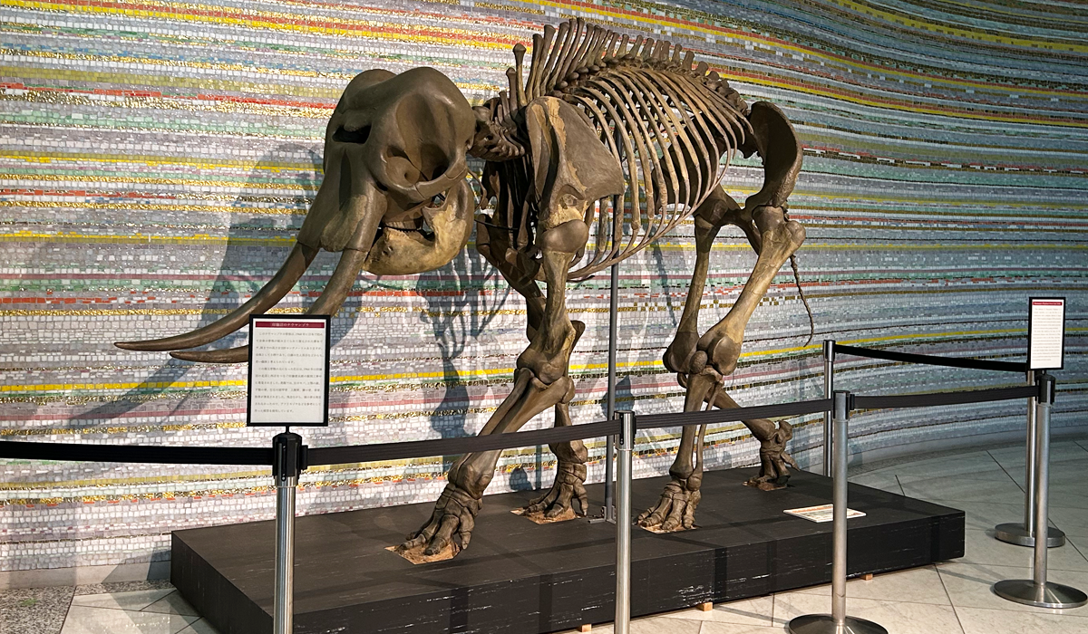 ナウマンゾウ骨格標本