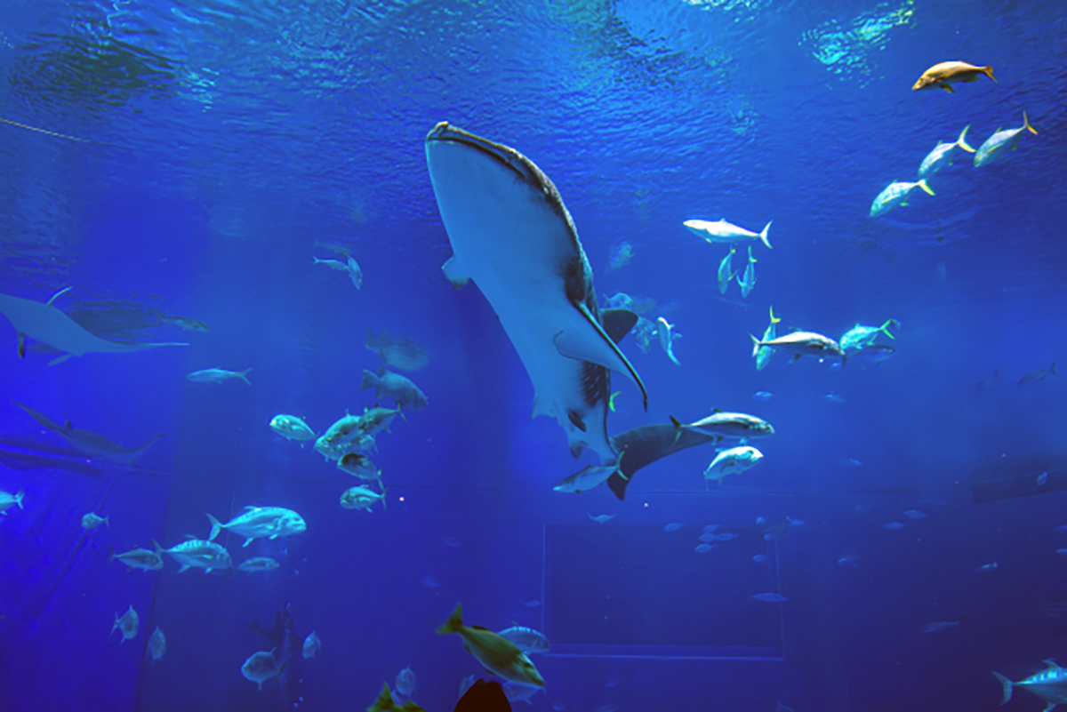 沖縄美ら海水族館の巨大水槽「黒潮の海」を泳ぐジンベエザメ